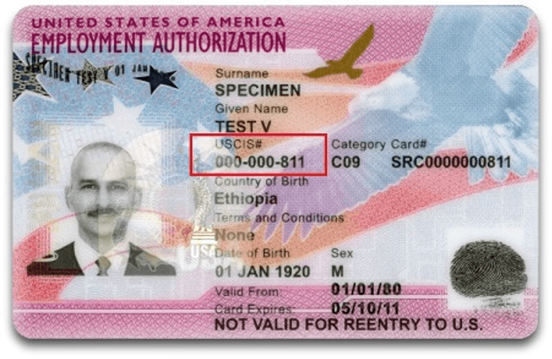 Il s'agit d'une carte d'autorisation d'emploi sur laquelle le numéro USCIS est mis en évidence.